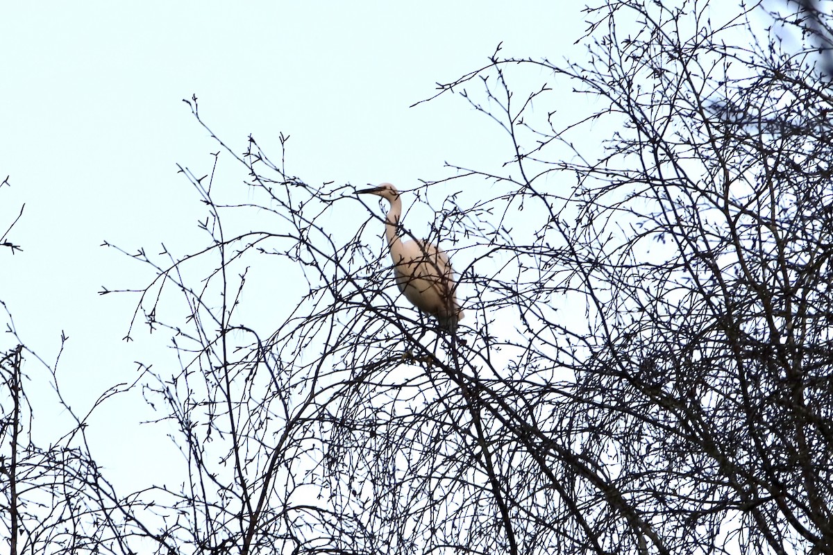 Koartzatxo txikia - ML401493271