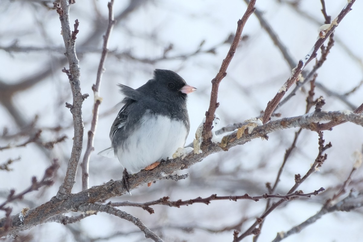 Junco ardoisé (hyemalis/carolinensis/cismontanus) - ML401494161