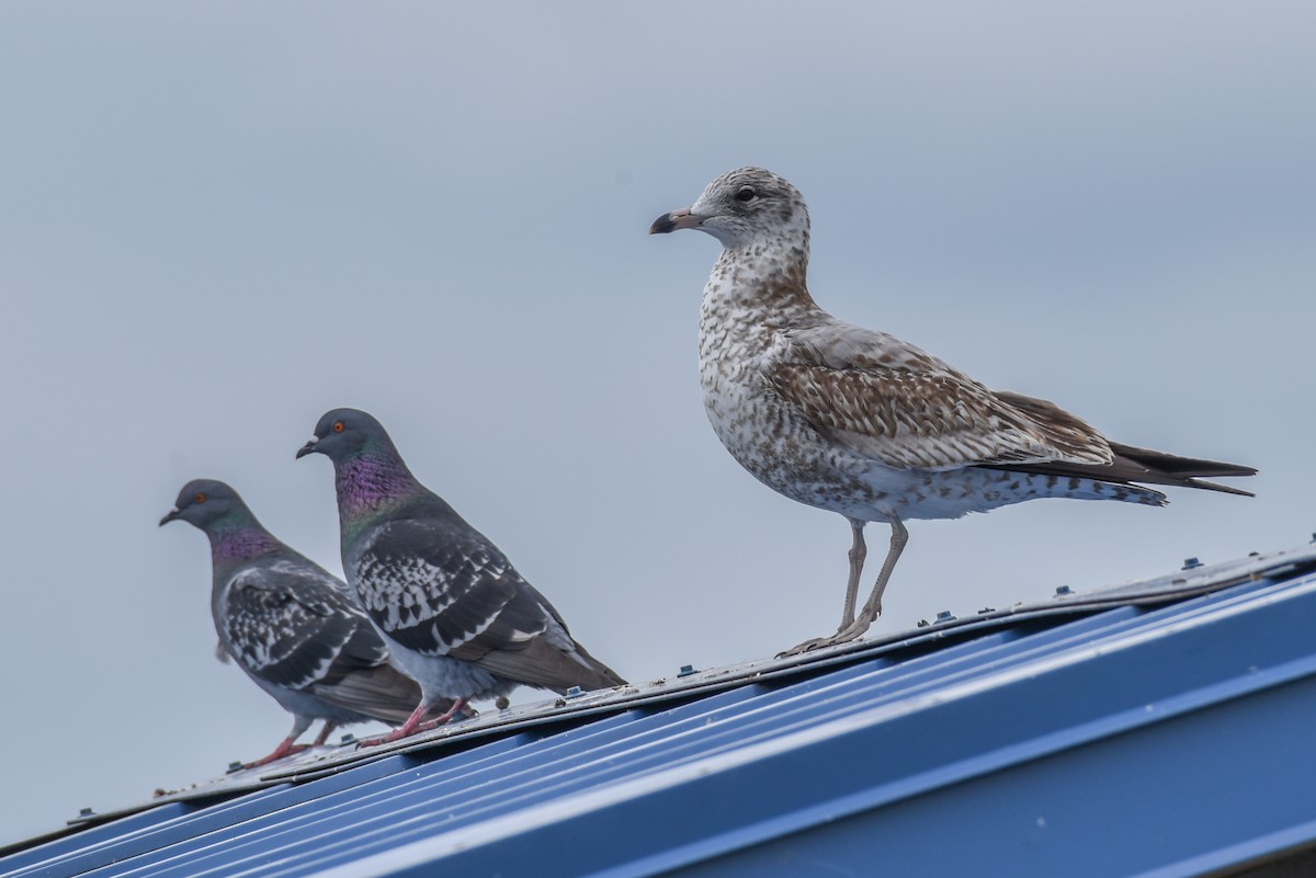 Ring-billed Gull - ML401494481