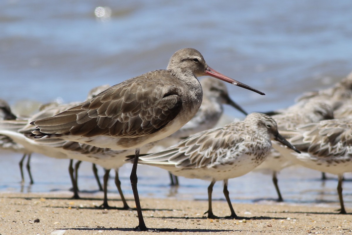 Black-tailed Godwit - Chris Wiley