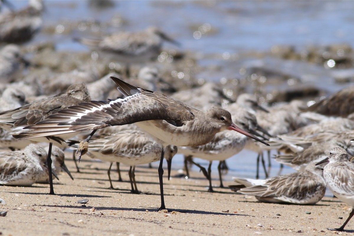 Black-tailed Godwit - Chris Wiley