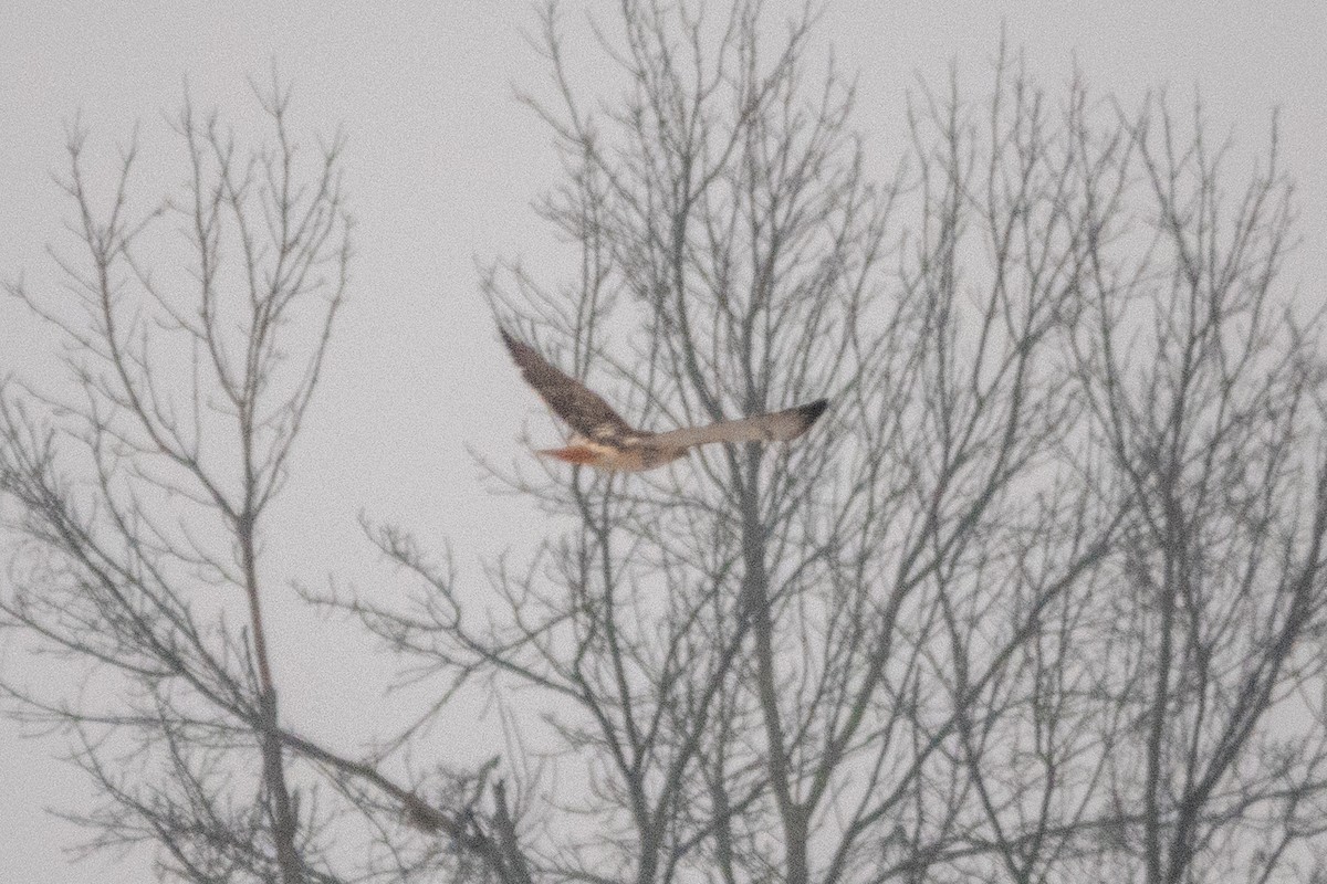 Red-tailed Hawk - ML401495471