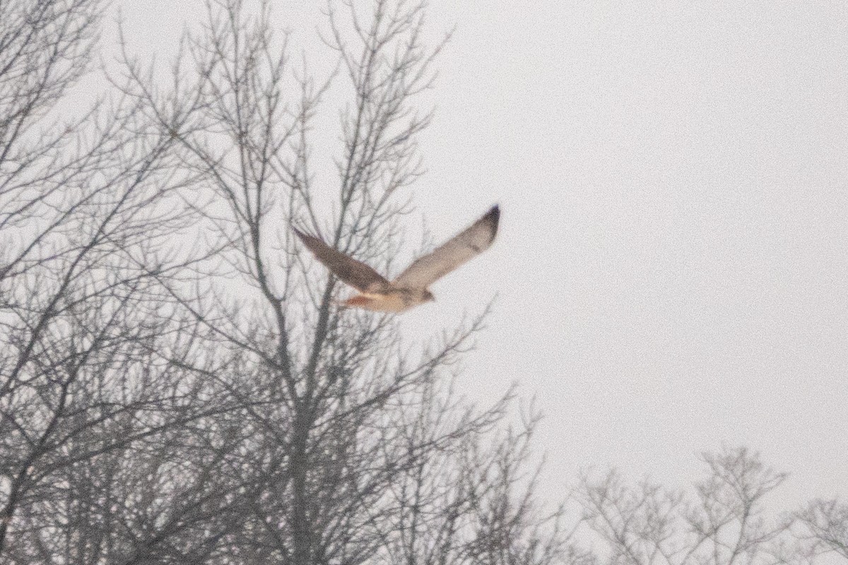 Red-tailed Hawk - ML401495481