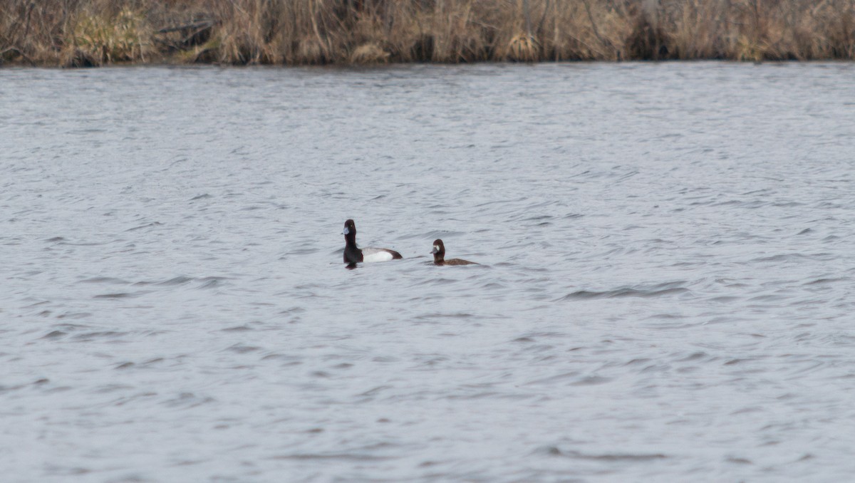 Greater Scaup - ML401495581