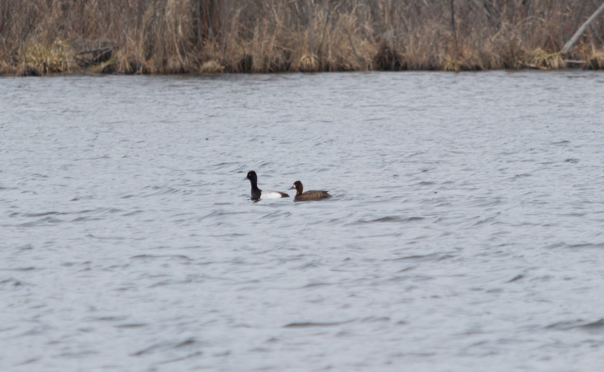 Greater Scaup - ML401495591