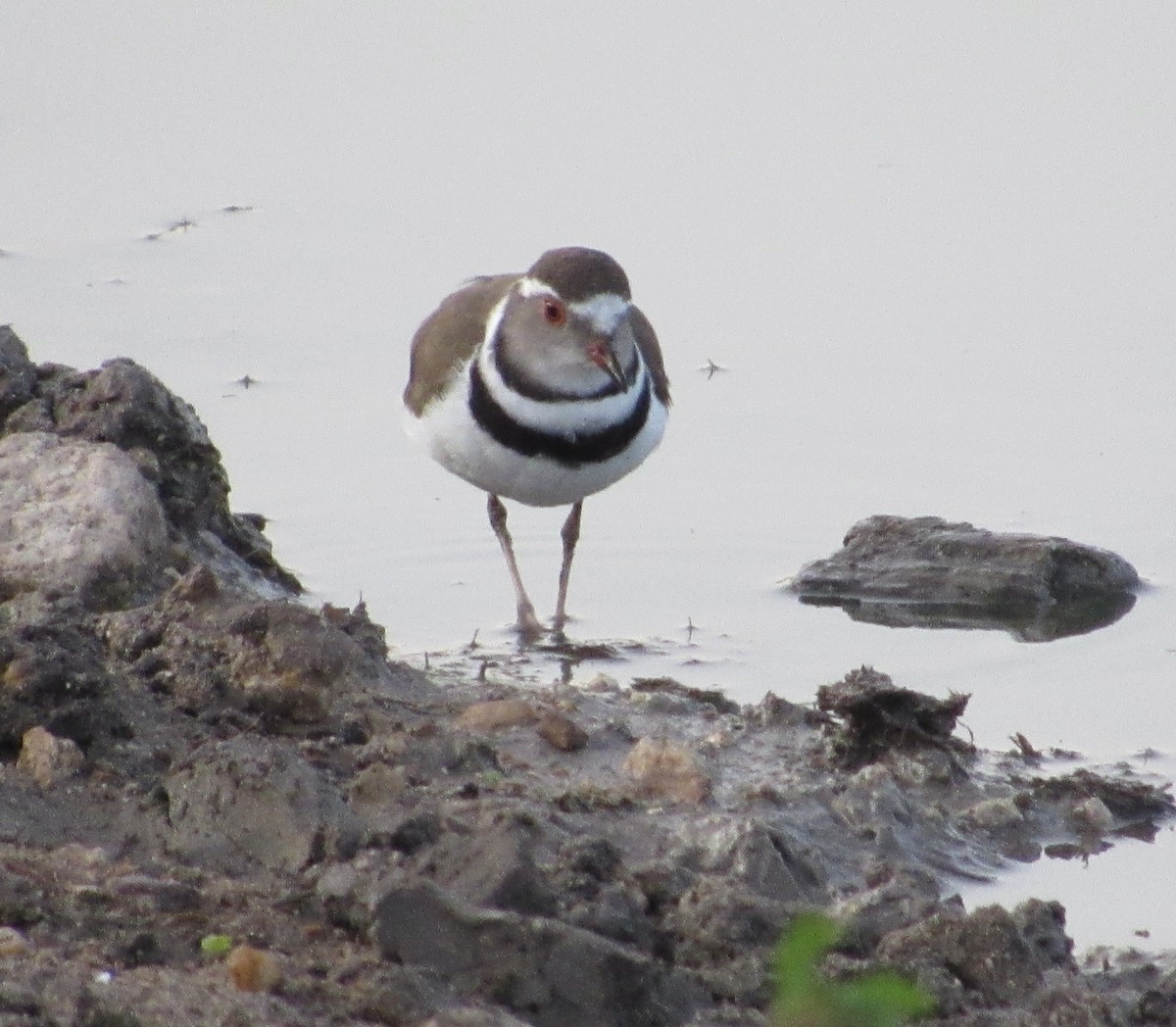 Three-banded Plover - ML401496241