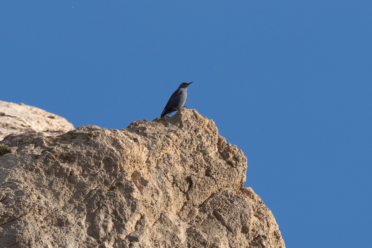 Blue Rock-Thrush - Fernando Alonso