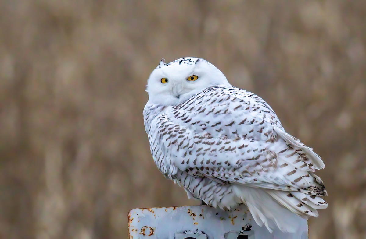 Snowy Owl - ML401498861