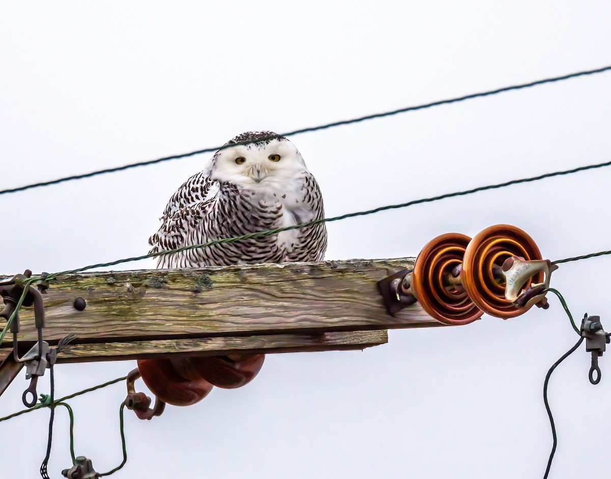 Snowy Owl - ML401498871