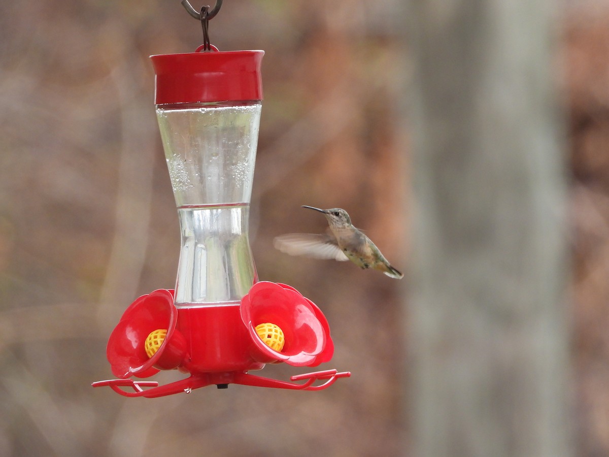 Calliope Hummingbird - ML401499701