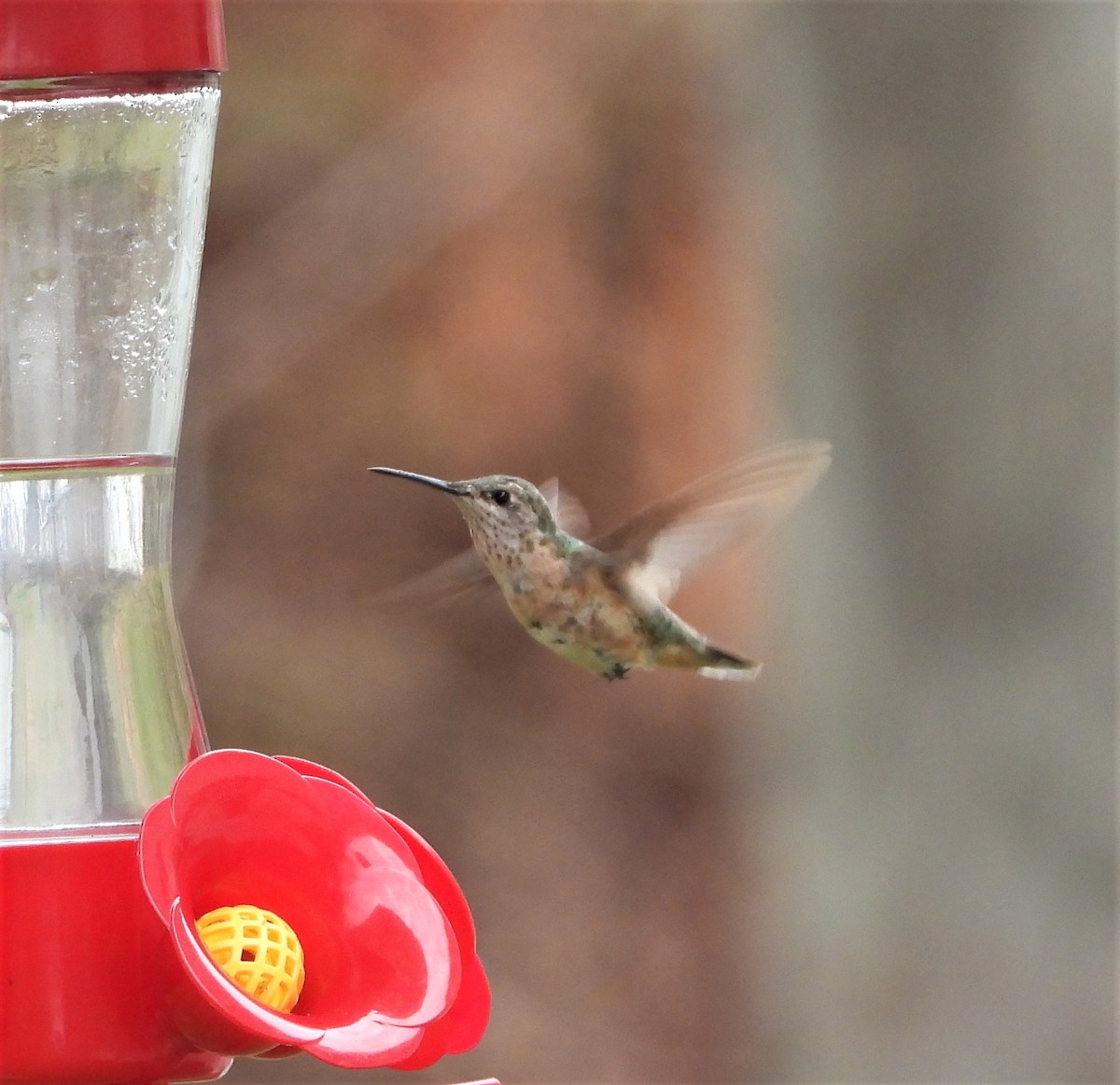 Calliope Hummingbird - ML401501251