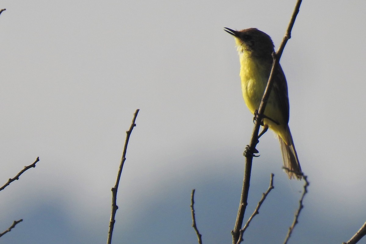 Warbling Doradito - Diego Castelli