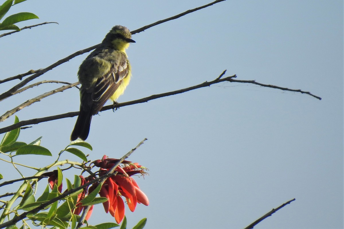 Yellow-browed Tyrant - ML401503111