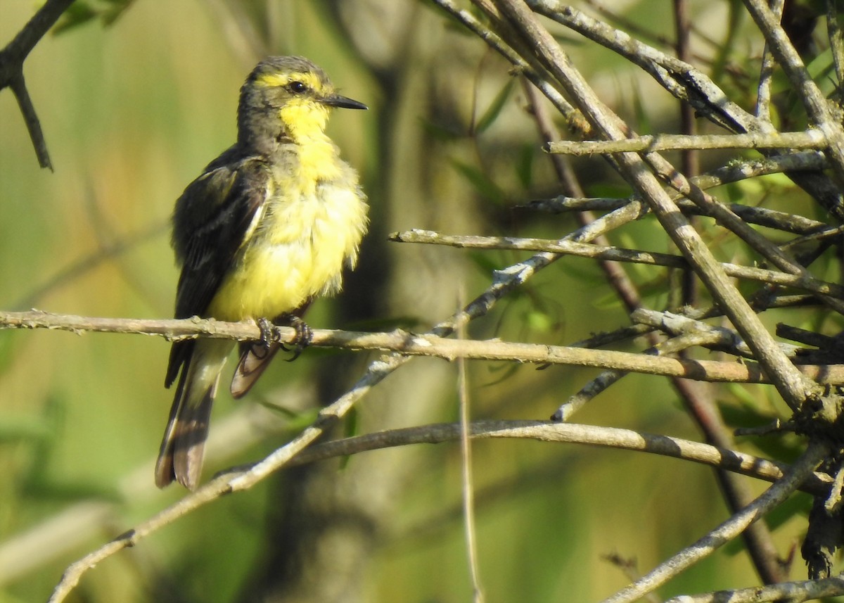 Yellow-browed Tyrant - ML401503161