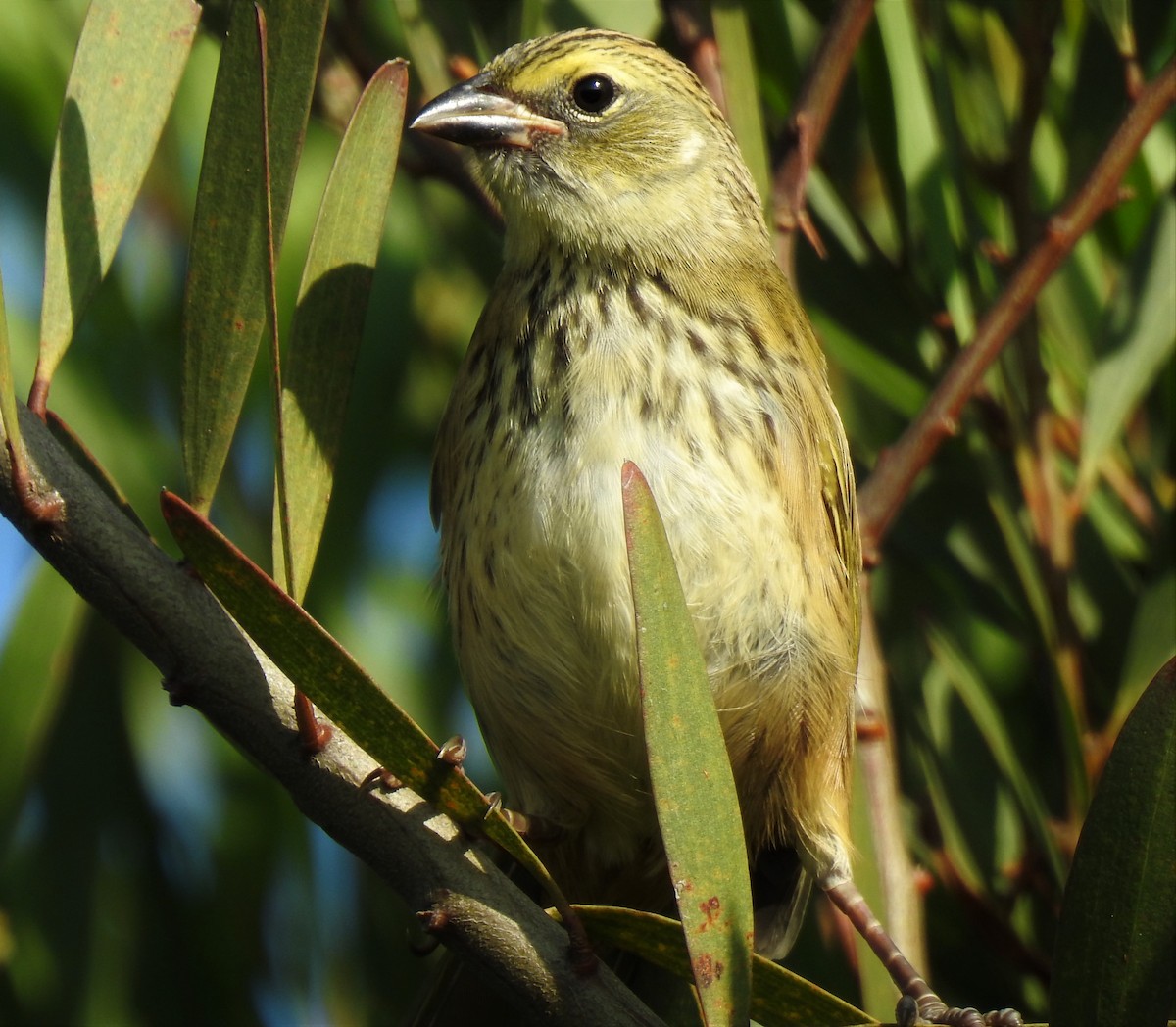 Great Pampa-Finch - ML401503231