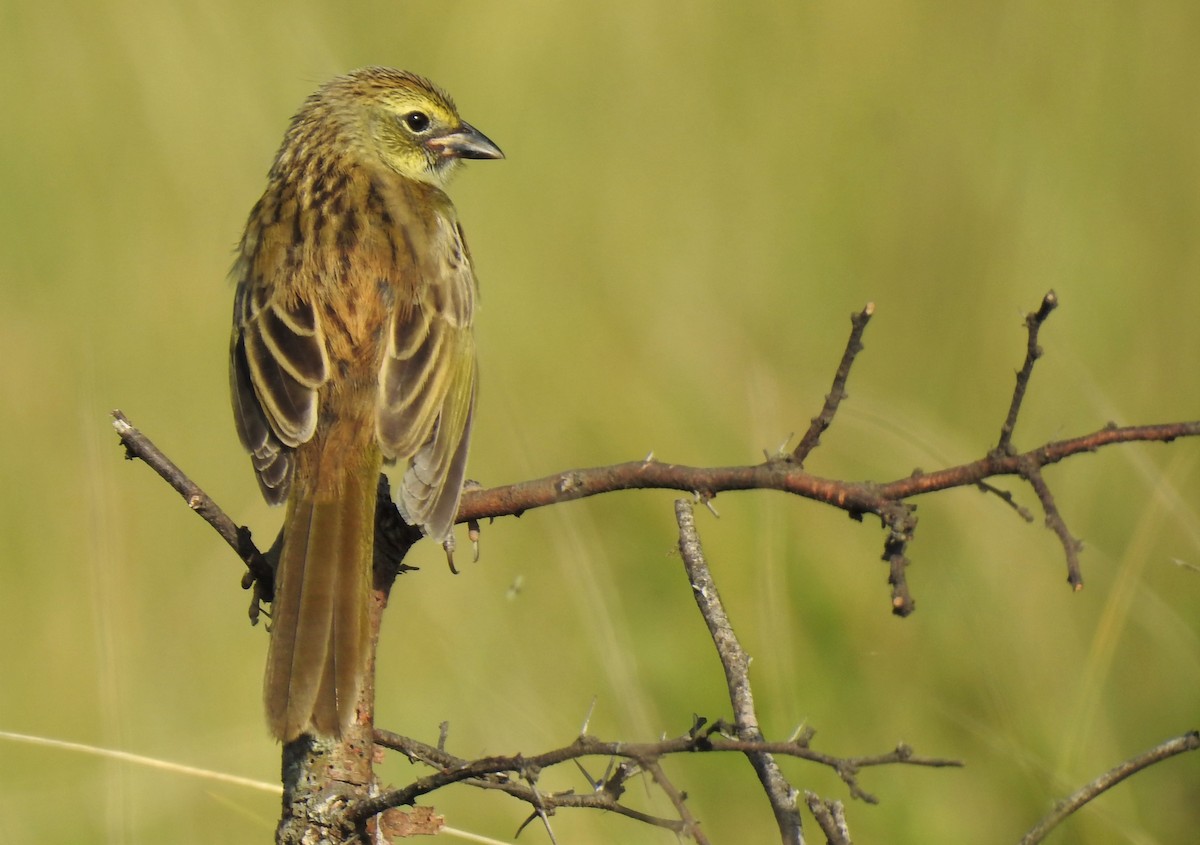 Great Pampa-Finch - ML401503261