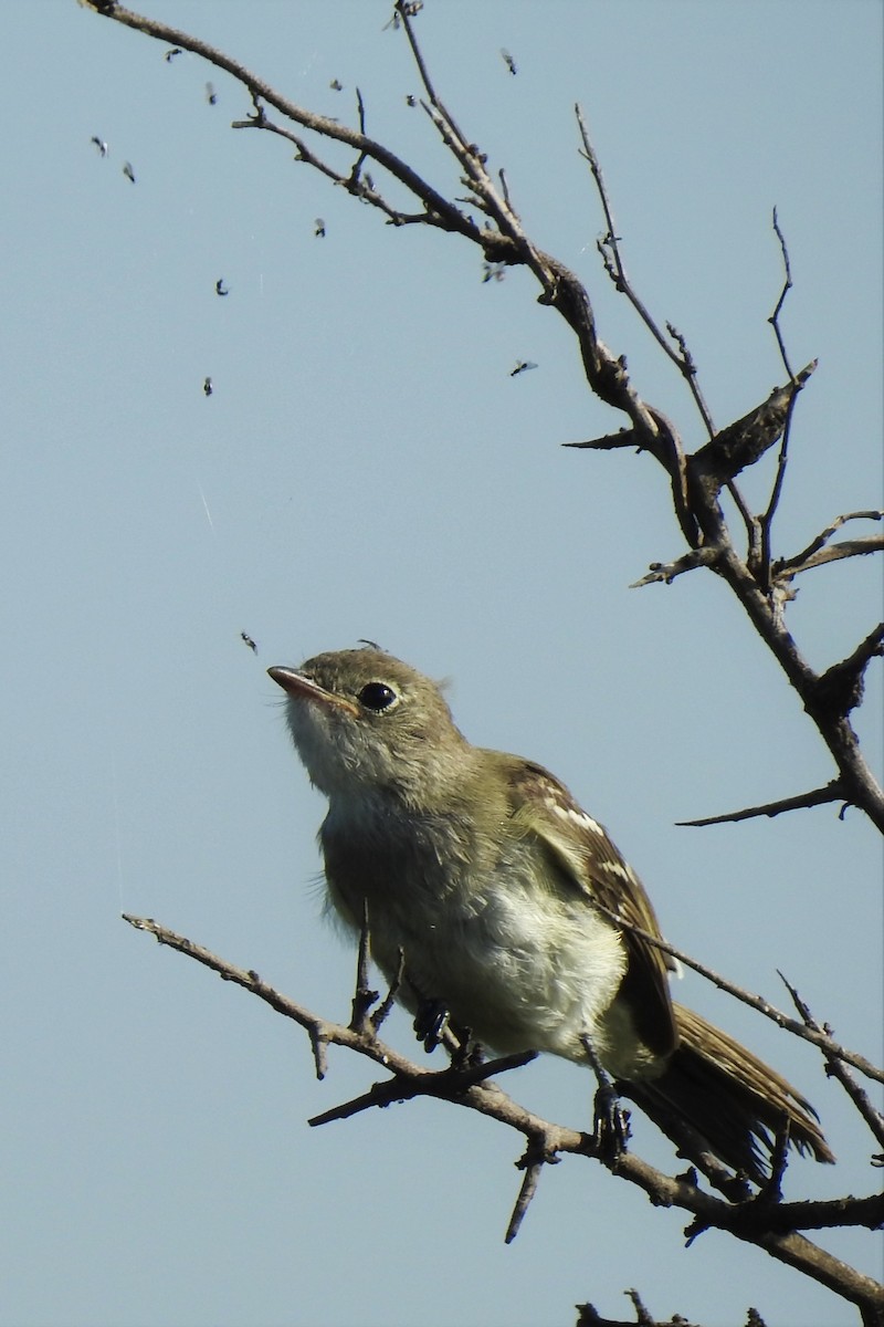 Small-billed Elaenia - ML401503281