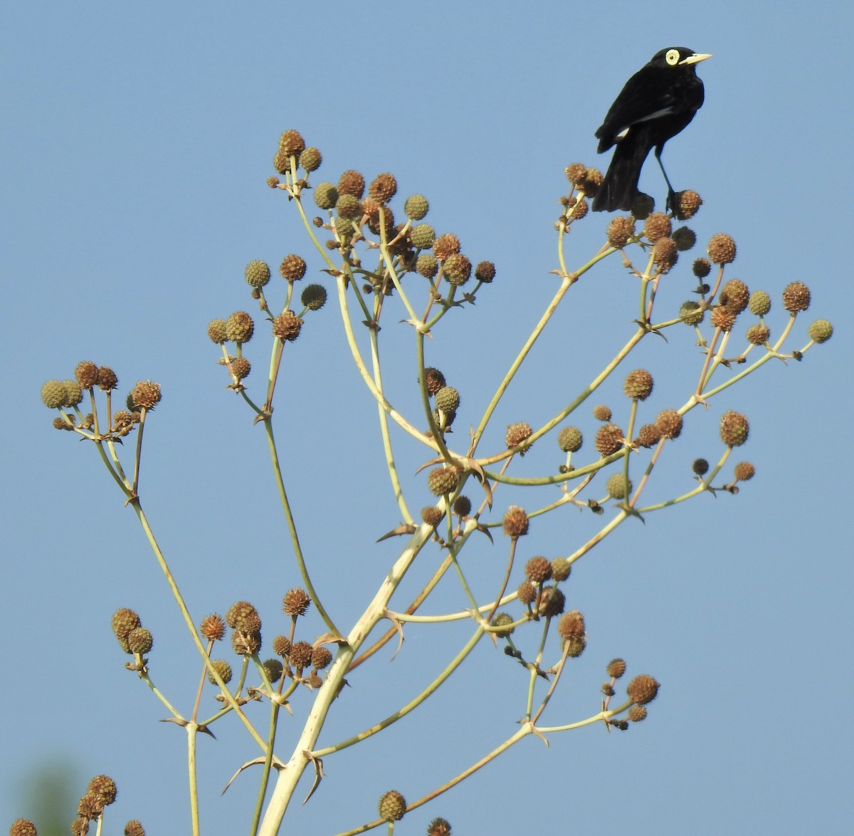 Spectacled Tyrant - ML401503341