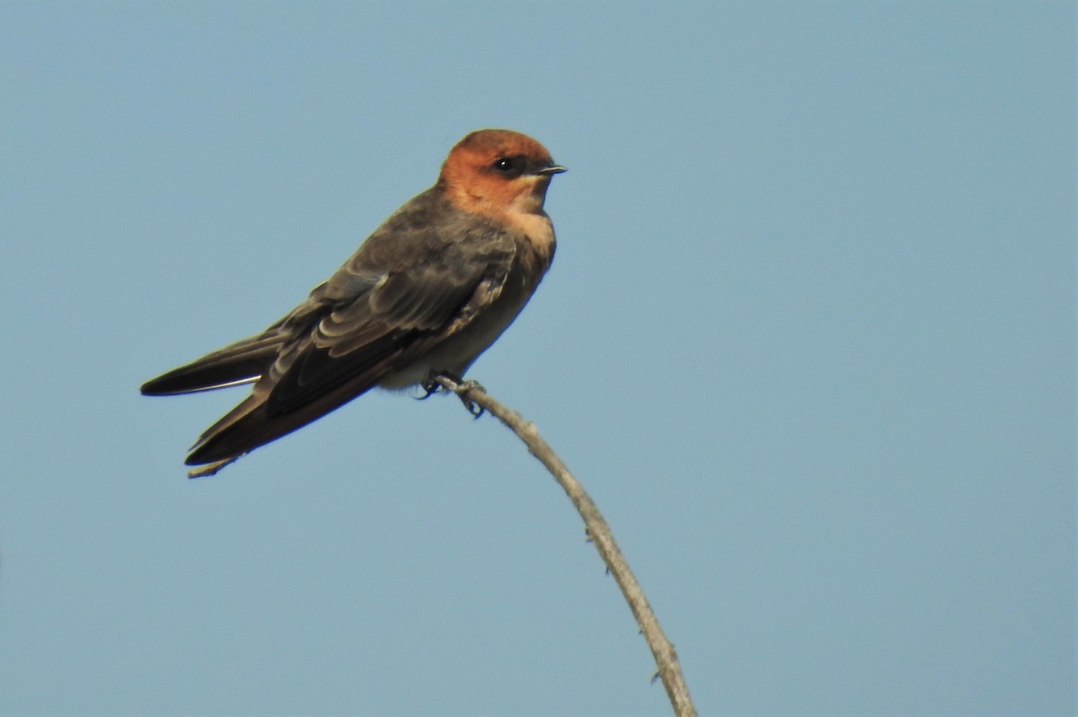 Tawny-headed Swallow - ML401503391