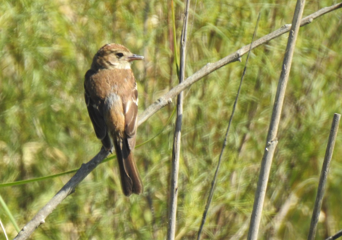 Bran-colored Flycatcher - ML401503451