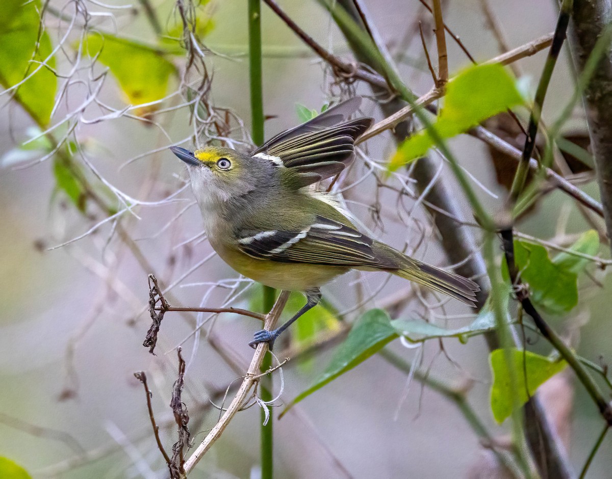 White-eyed Vireo - ML401504421