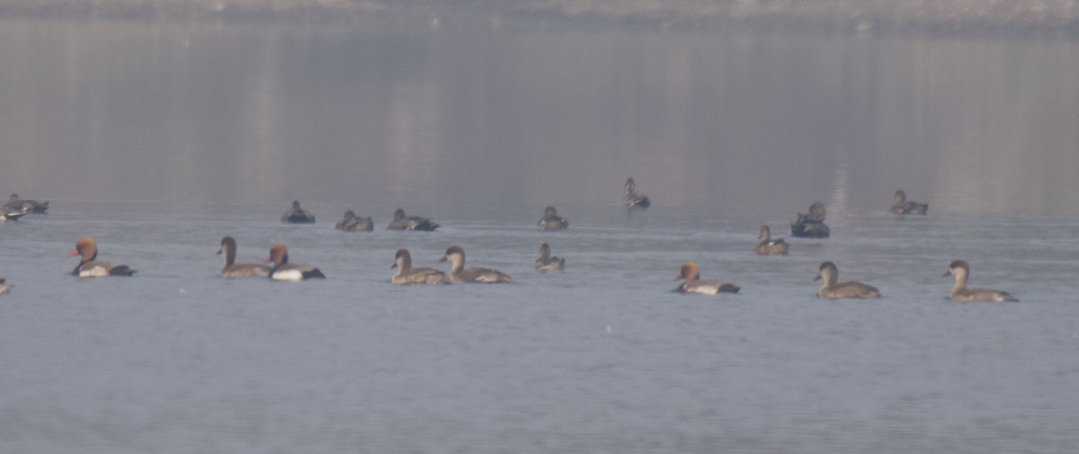 Red-crested Pochard - ML401505601