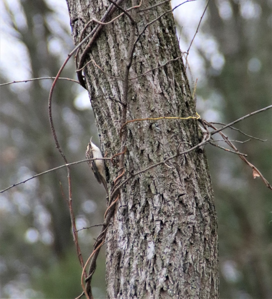 Brown Creeper - Nancy Jameson