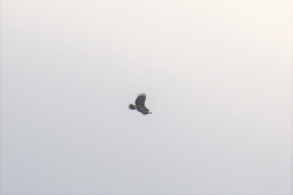 Imperial Eagle - ML401506781