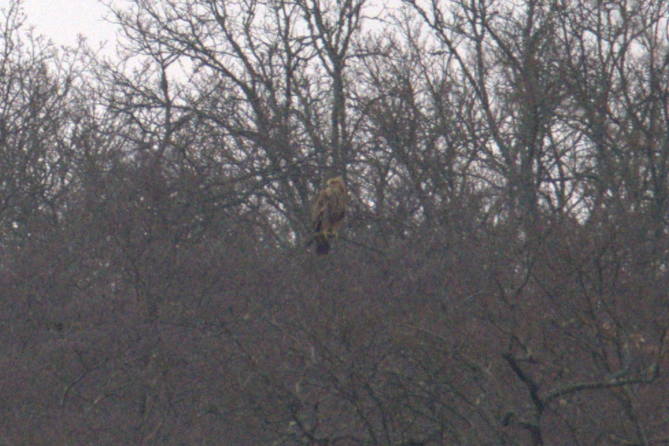 Imperial Eagle - ML401506791