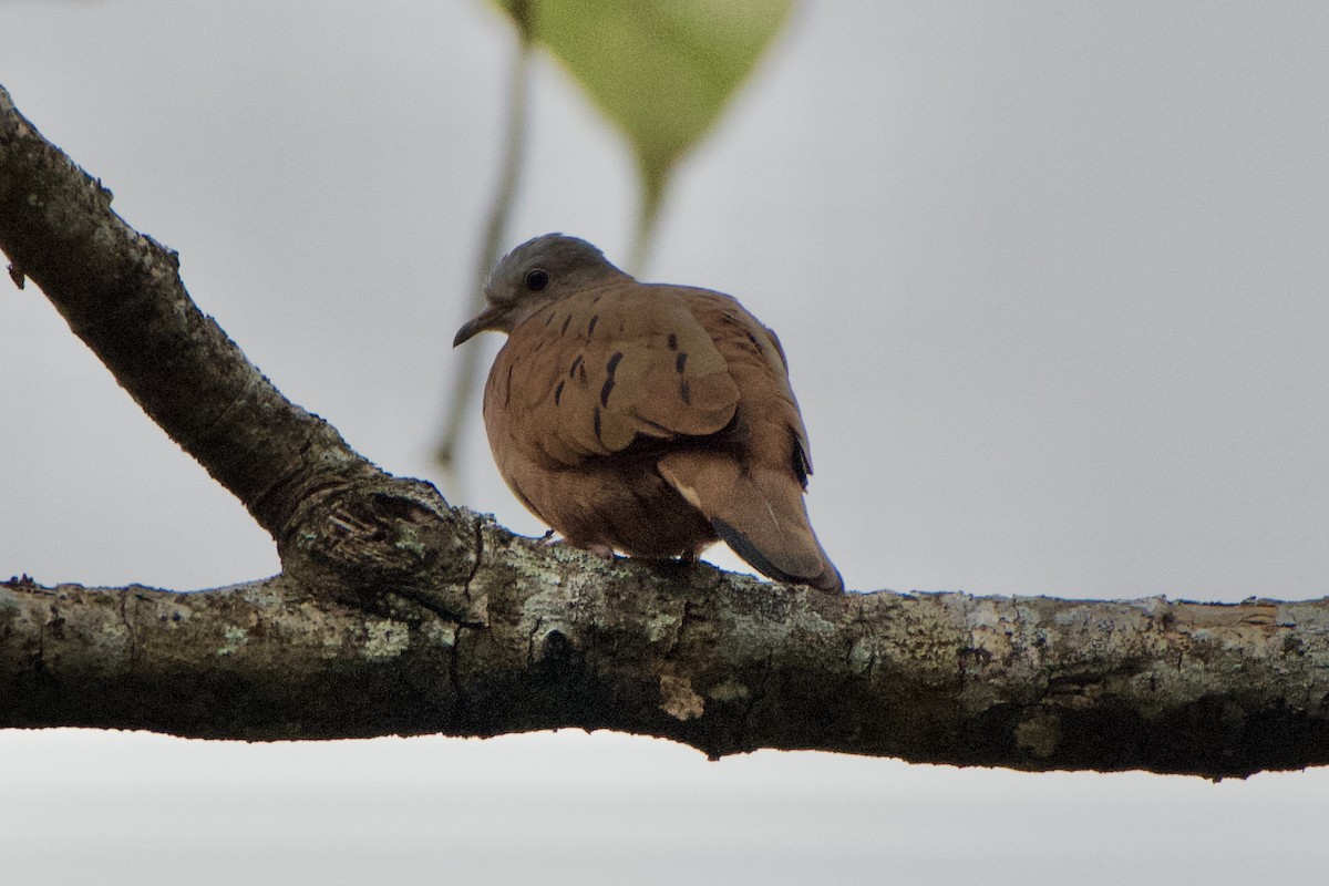 Ruddy Ground Dove - ML401507271
