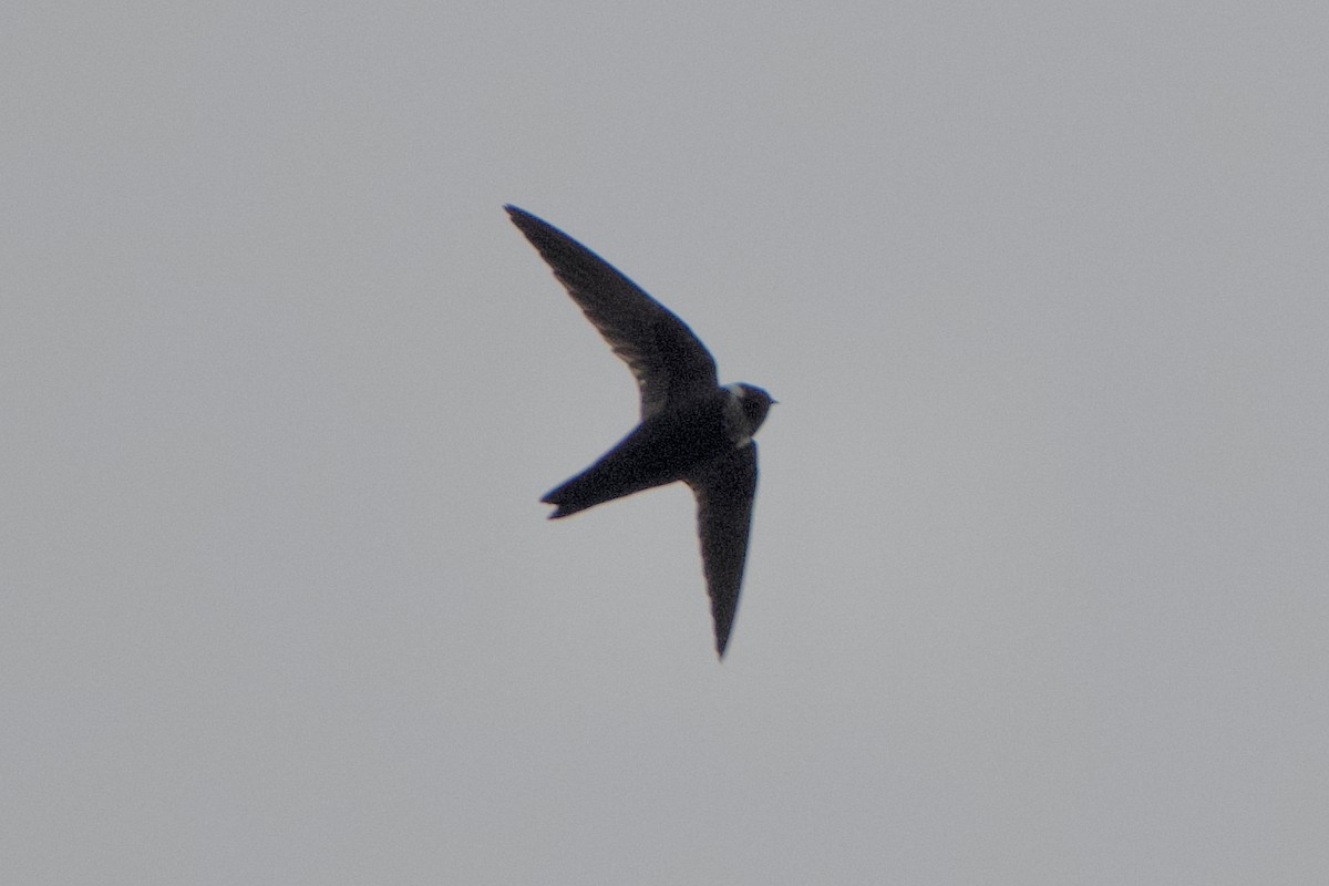 White-collared Swift - ML401507361