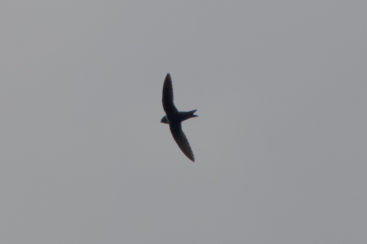 White-collared Swift - ML401507371