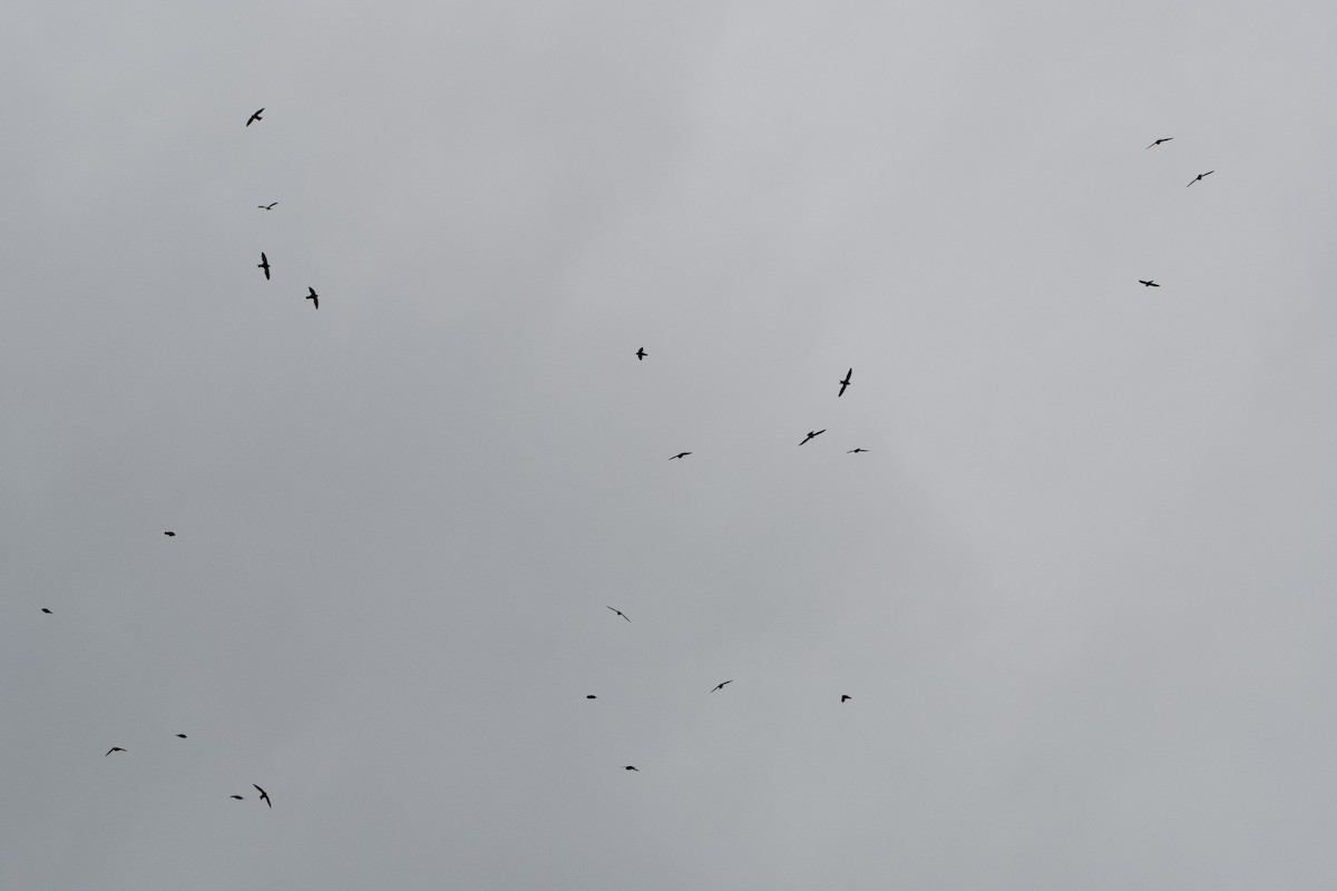 White-collared Swift - ML401507441