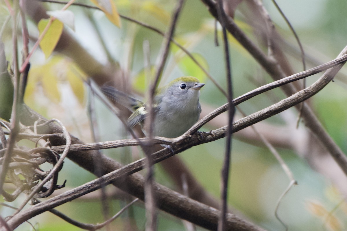 Chestnut-sided Warbler - ML401507521