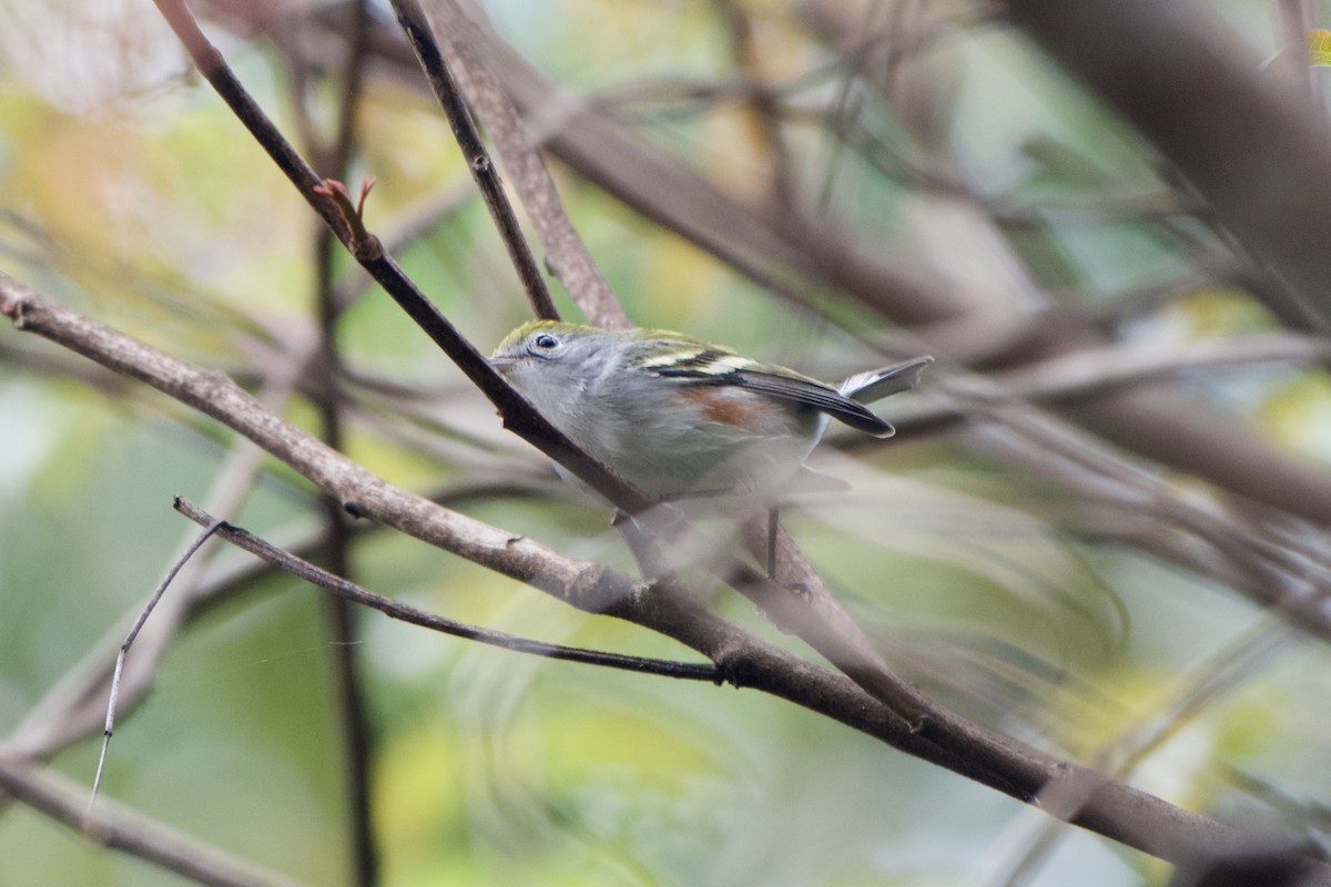 Chestnut-sided Warbler - ML401507531