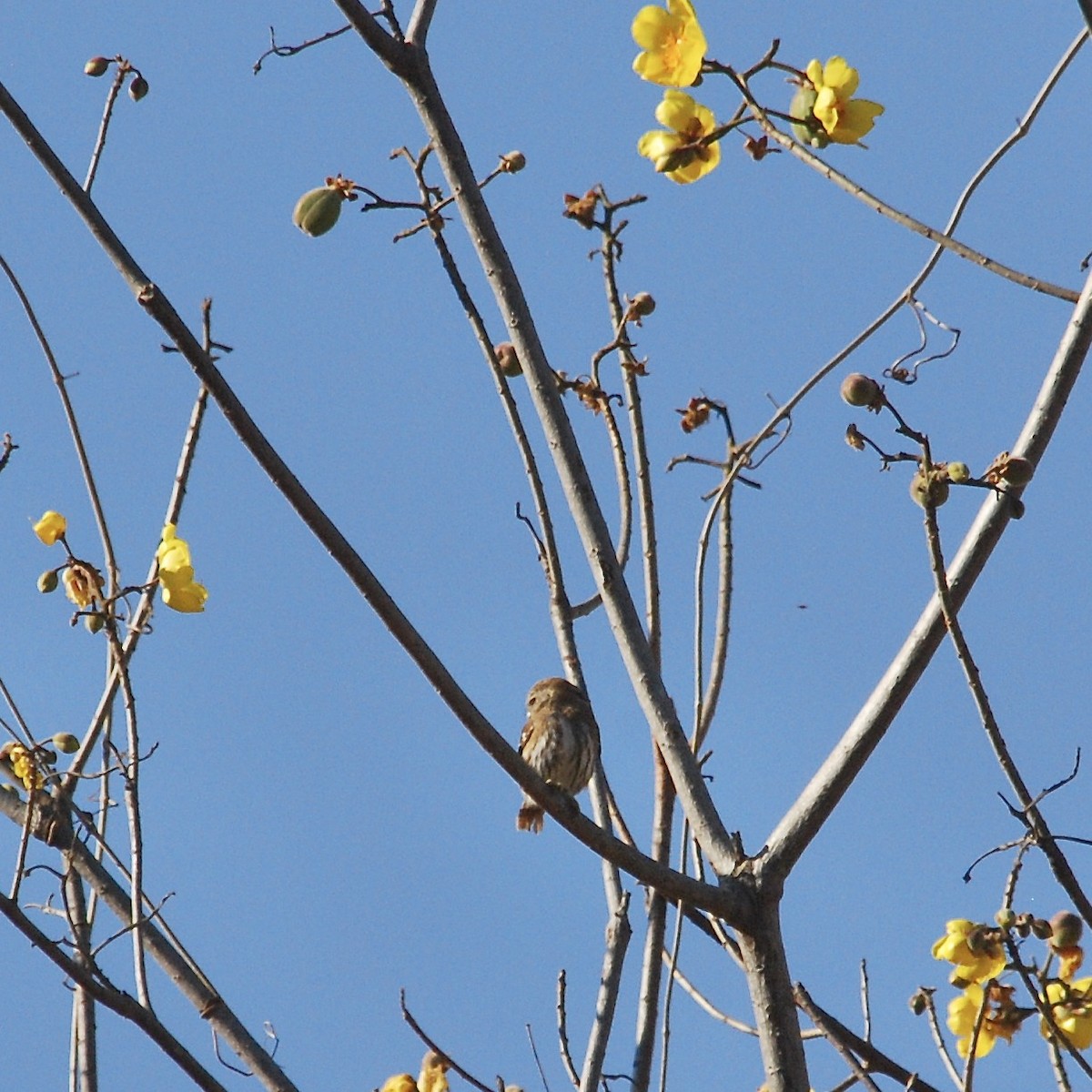 Ferruginous Pygmy-Owl - ML401507761