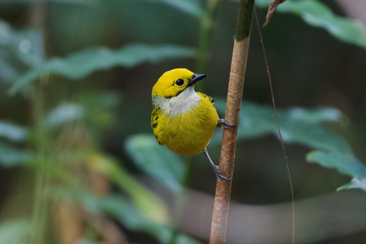 Silver-throated Tanager - ML401507901