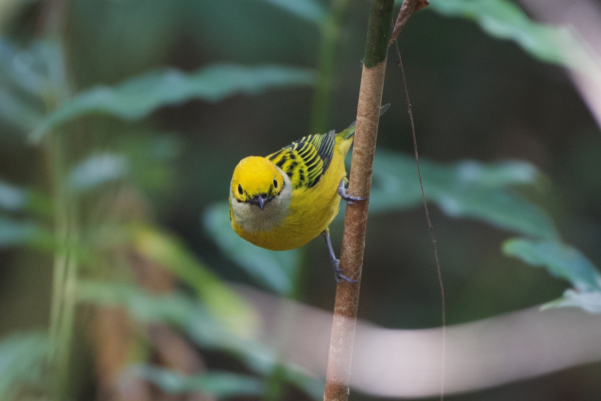 Silver-throated Tanager - ML401507971