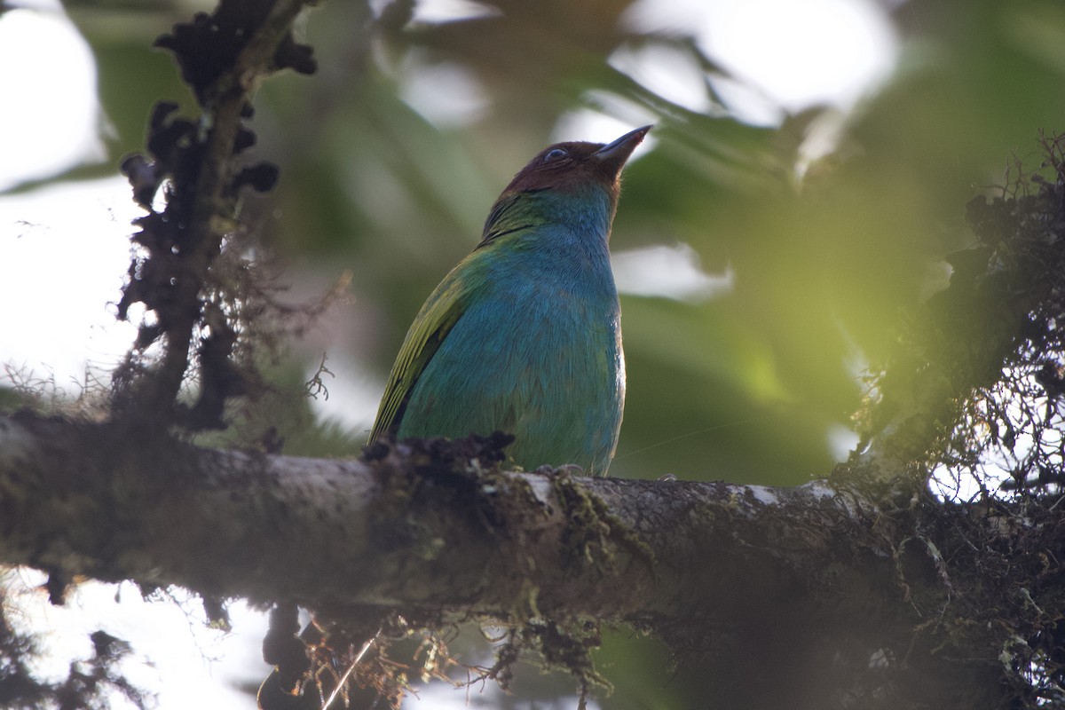 Bay-headed Tanager - ML401508161
