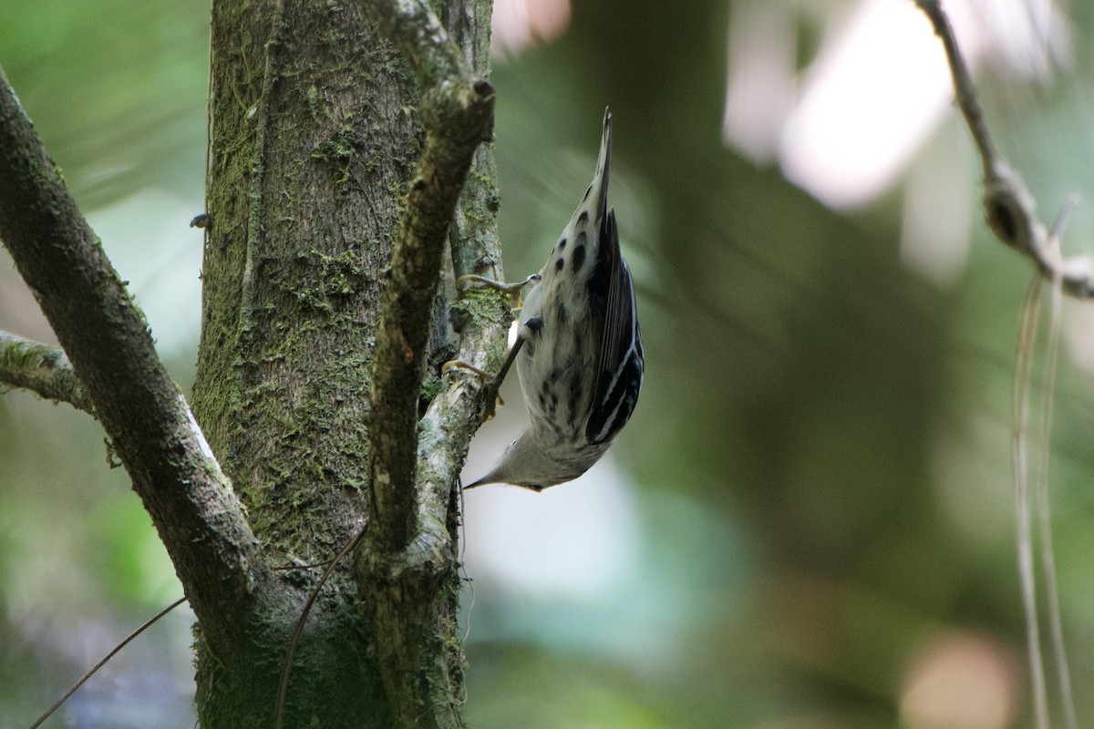 Black-and-white Warbler - ML401508401