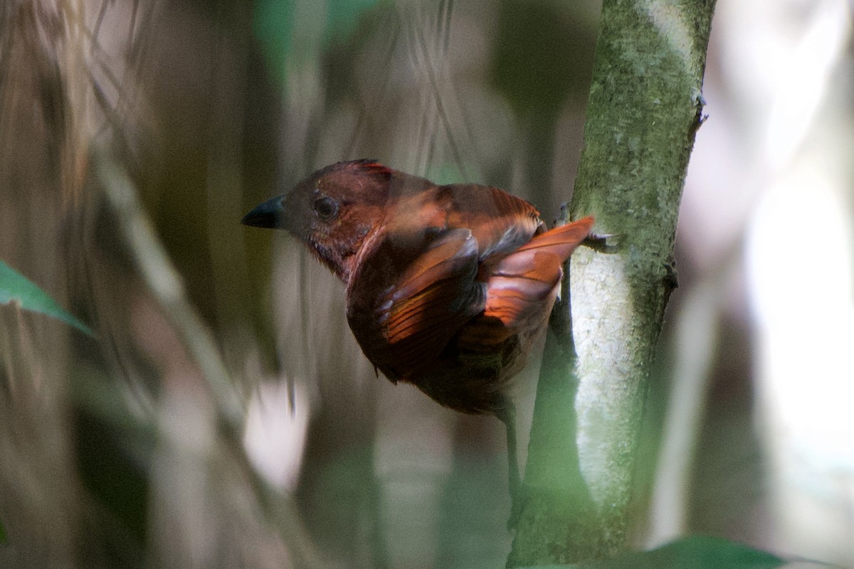 Red-crowned Ant-Tanager - ML401508431