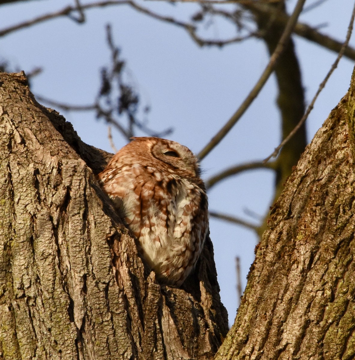 Eastern Screech-Owl - ML401510831