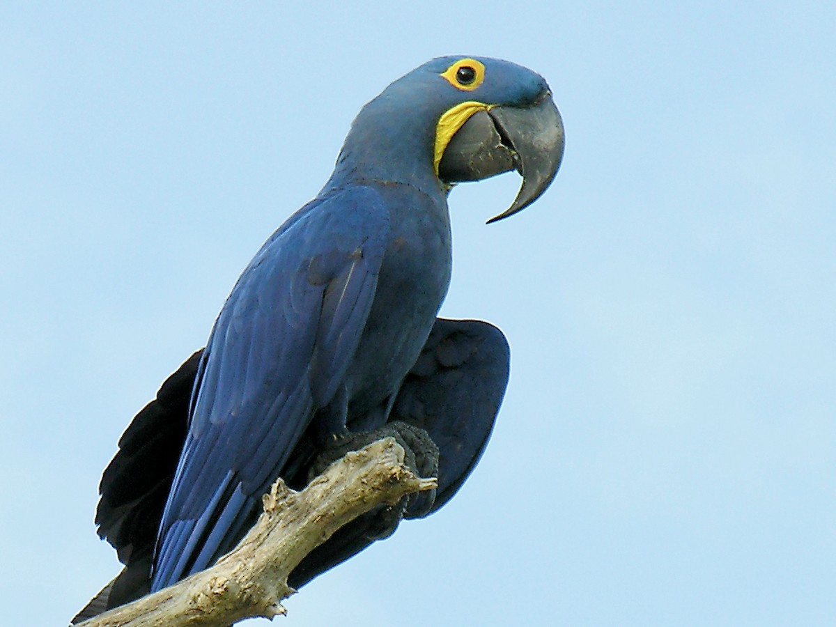 Hyacinth Macaw - Erkki Lehtovirta