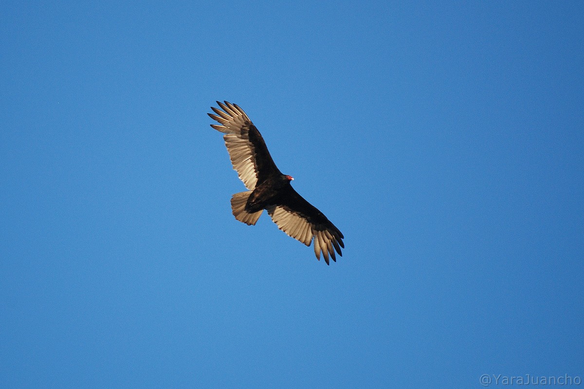 Turkey Vulture - ML401512911