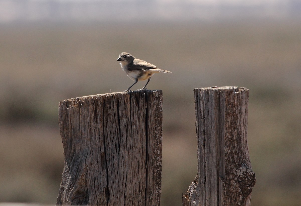 Acanthize blanchâtre - ML40151341