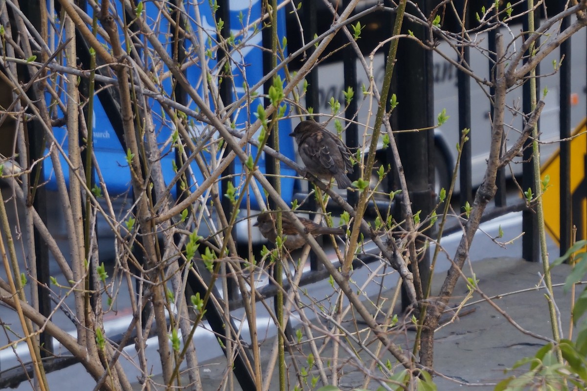 House Sparrow - ML401514211