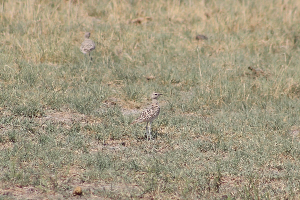 Double-banded Courser - ML401514421