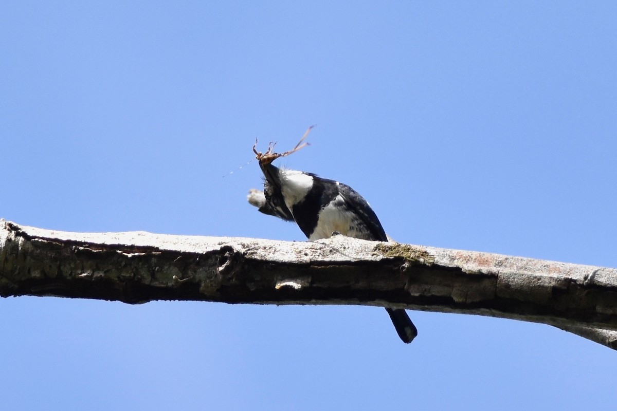 Pied Puffbird - ML401515331