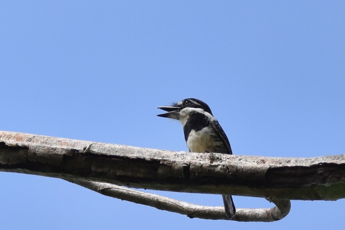 Pied Puffbird - ML401515341