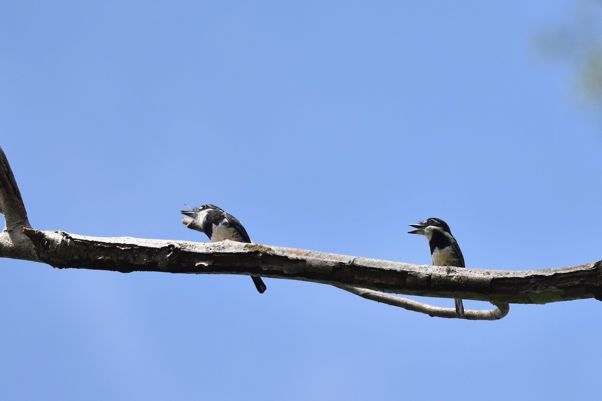 Pied Puffbird - ML401515371